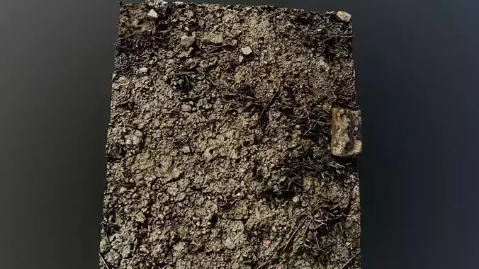 scandirt011 piece of wood with moss