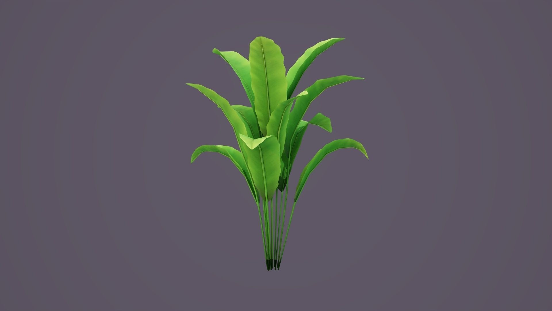 Banana Tree Plant Low-poly 3D model_4