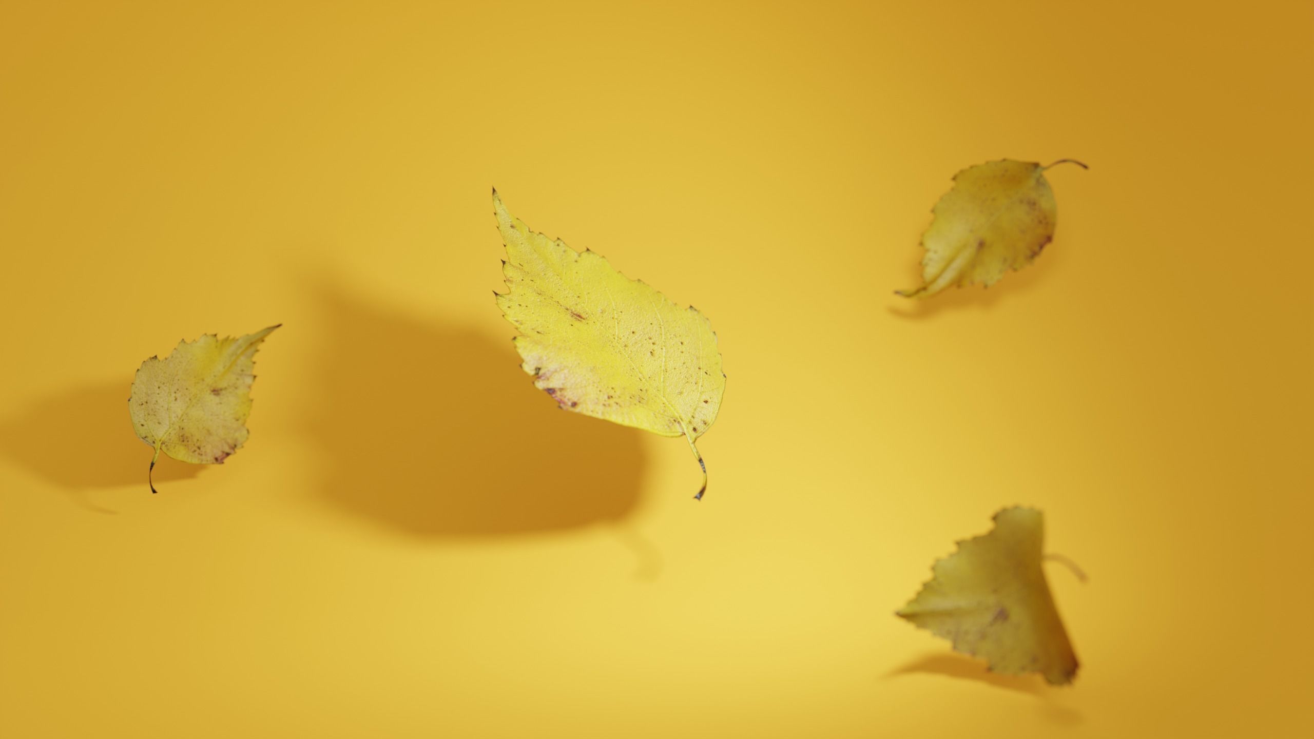 Yellow Leaf Birch 3D model_3