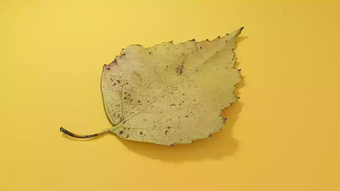 Yellow Leaf Birch