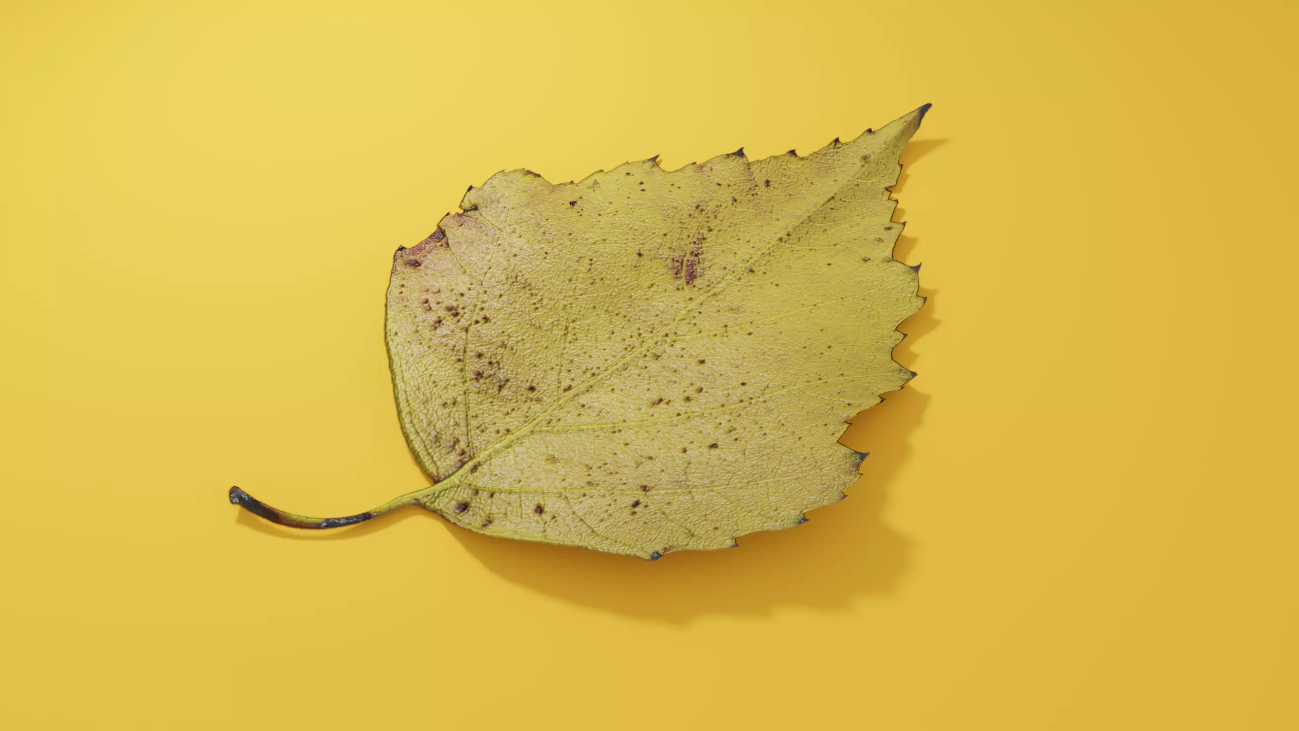 Yellow Leaf Birch 3D model_0
