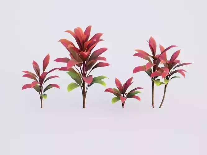 CordylineFruticosa Color2