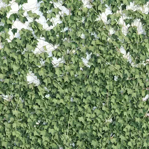 ivy for wall collection vol 101