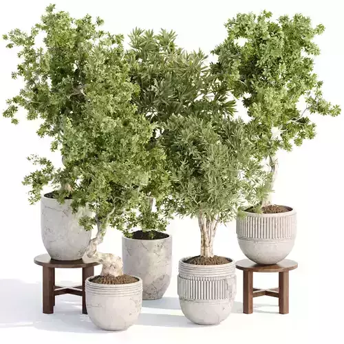 Indoor Plants collection vol 103 3D model
