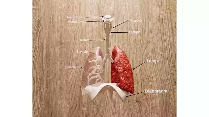 human respiratory 3D model