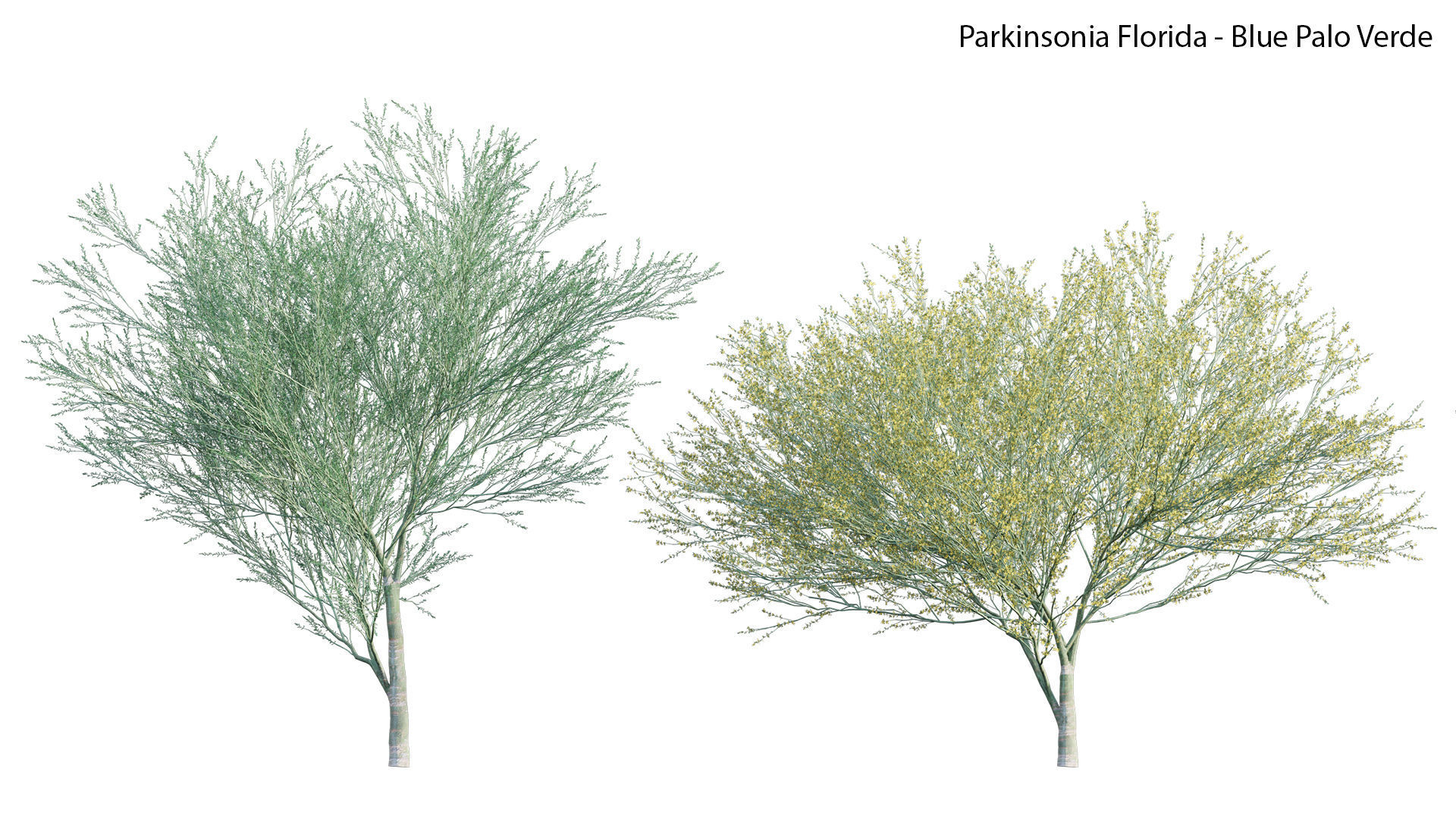 Parkinsonia Florida - Blue Palo Verde 3D model_1