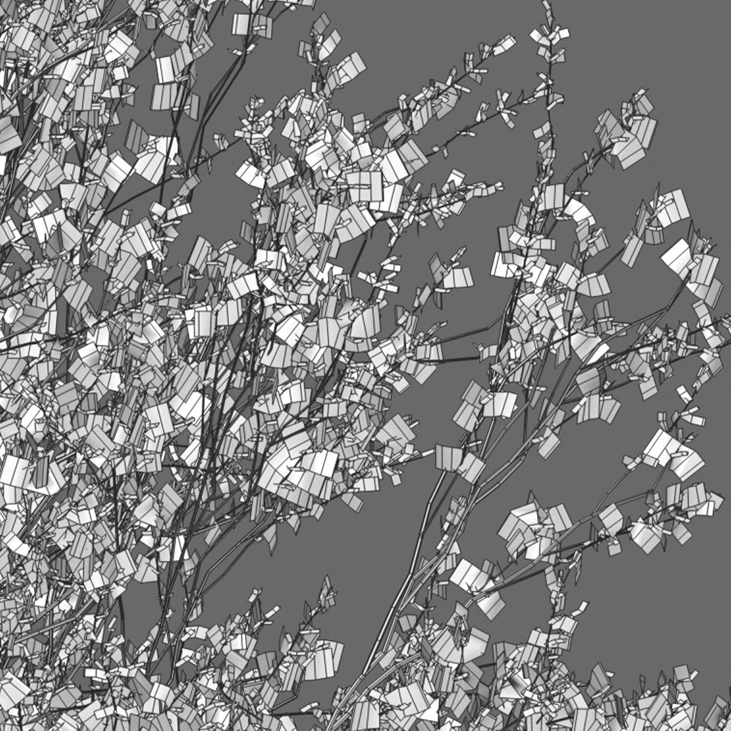 Parkinsonia Florida - Blue Palo Verde 3D model_3