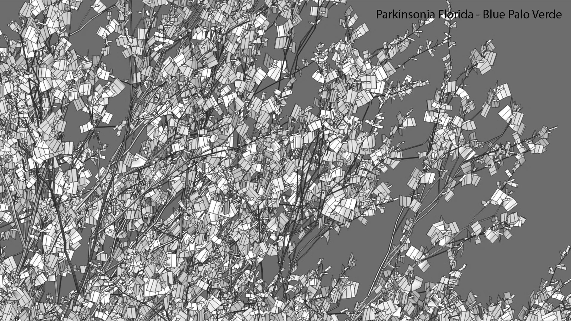 Parkinsonia Florida - Blue Palo Verde 3D model_8