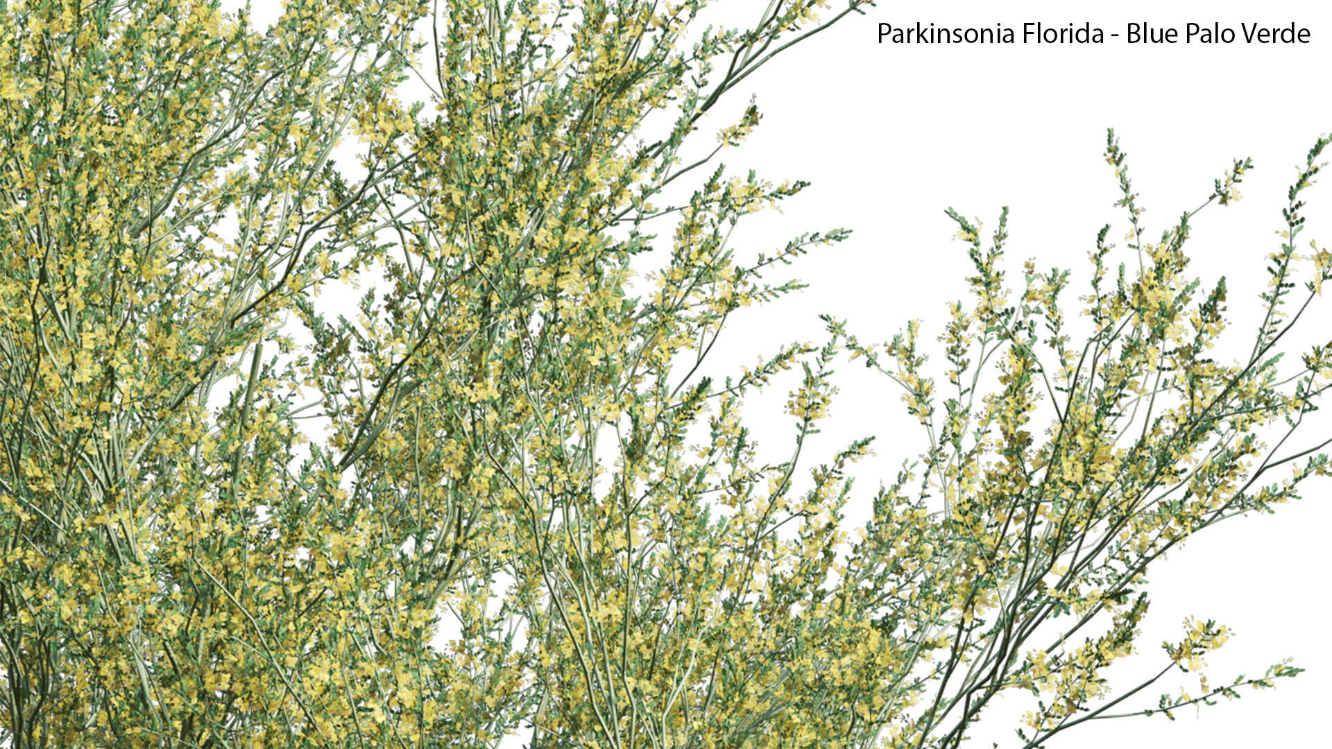 Parkinsonia Florida - Blue Palo Verde 3D model_6