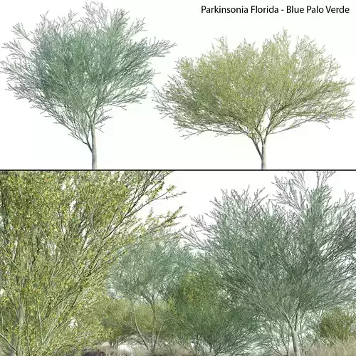 Parkinsonia Florida - Blue Palo Verde 3D model