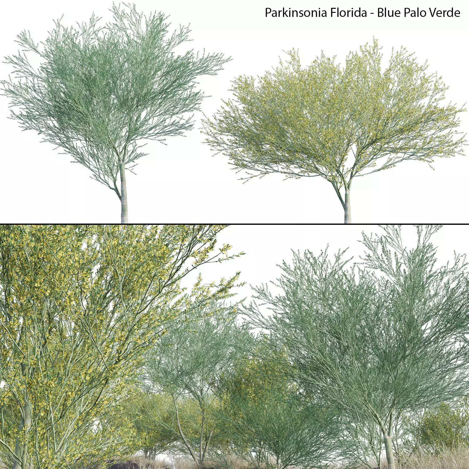 Parkinsonia Florida - Blue Palo Verde 3D model_0