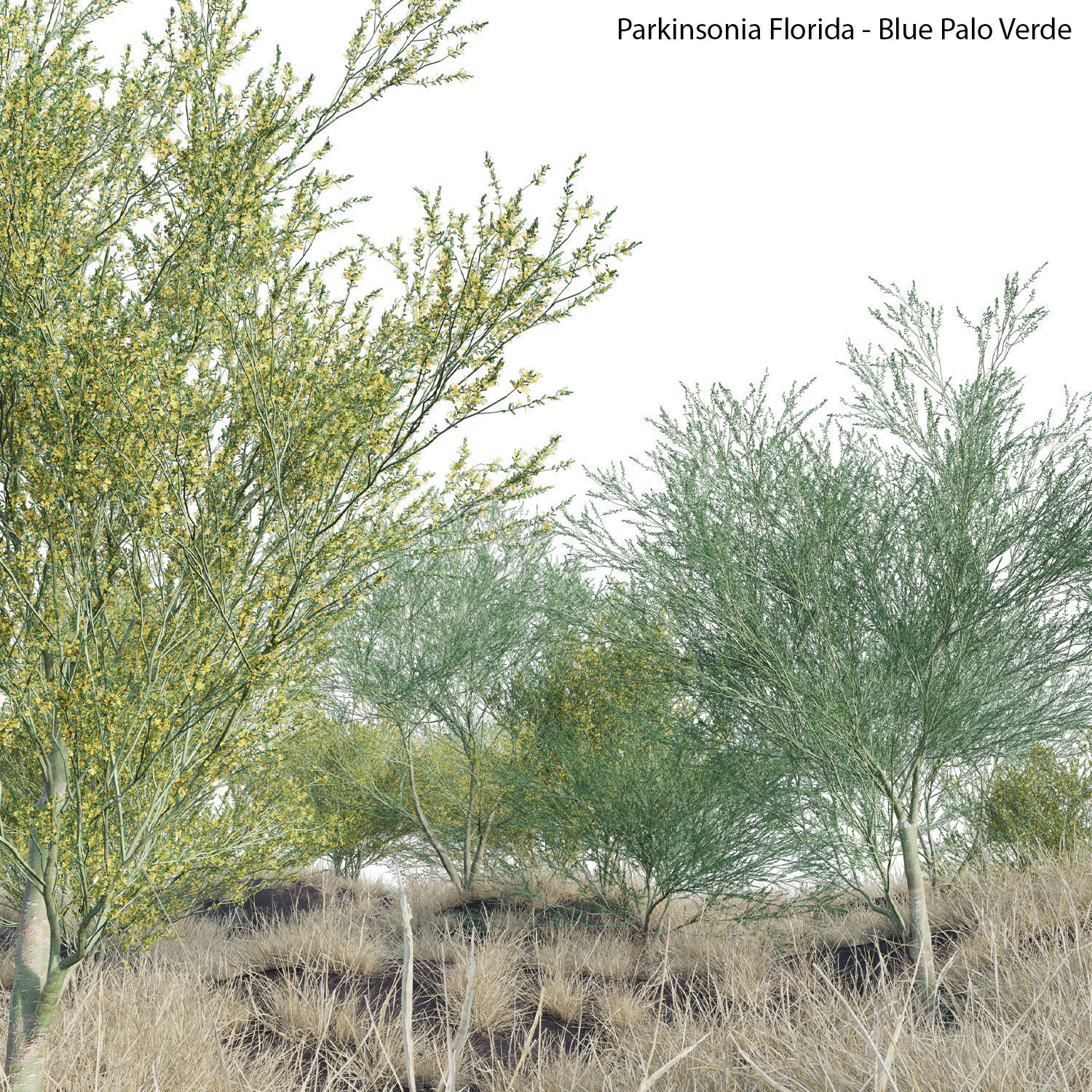 Parkinsonia Florida - Blue Palo Verde 3D model_2
