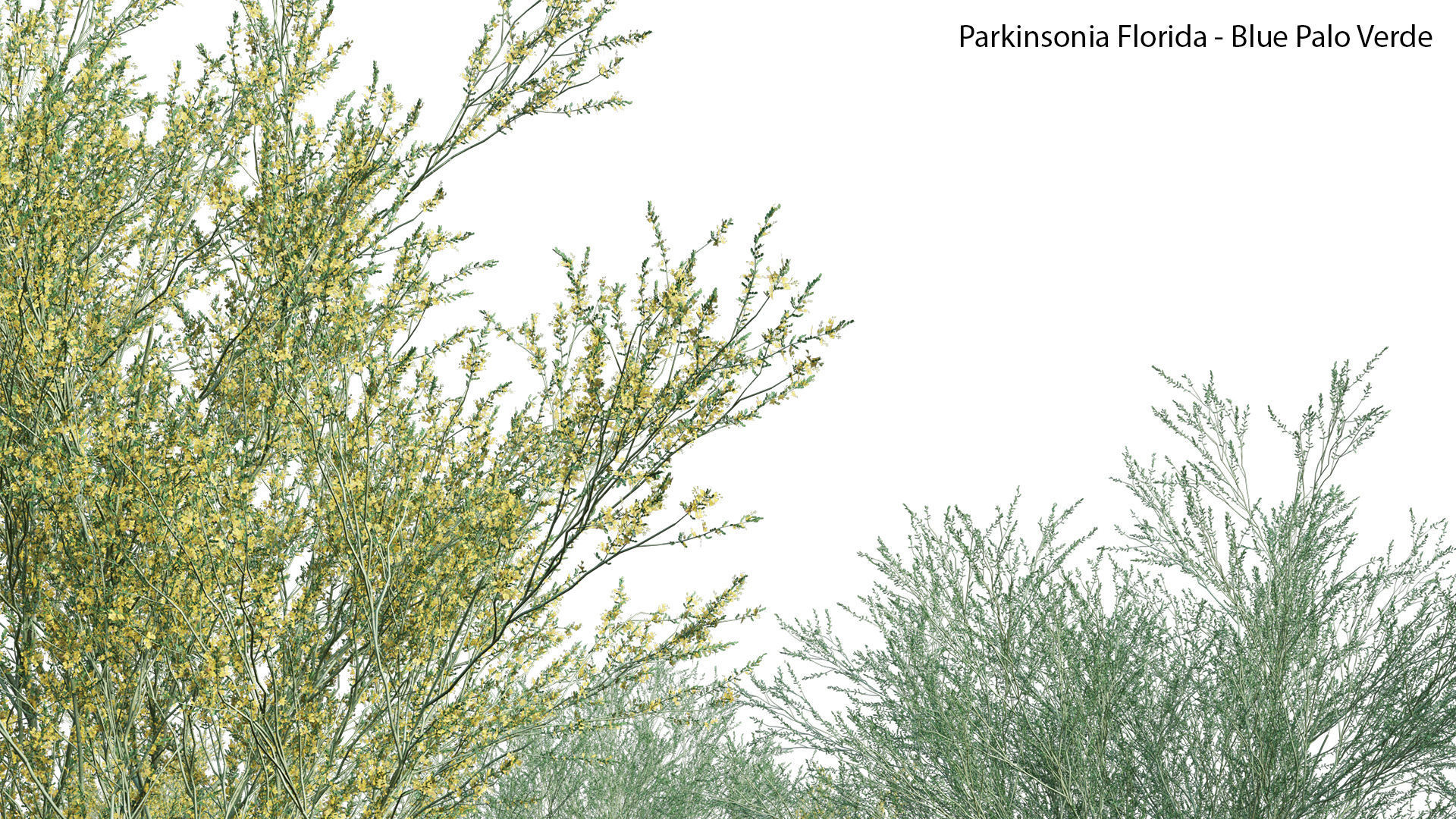 Parkinsonia Florida - Blue Palo Verde 03 3D model_4