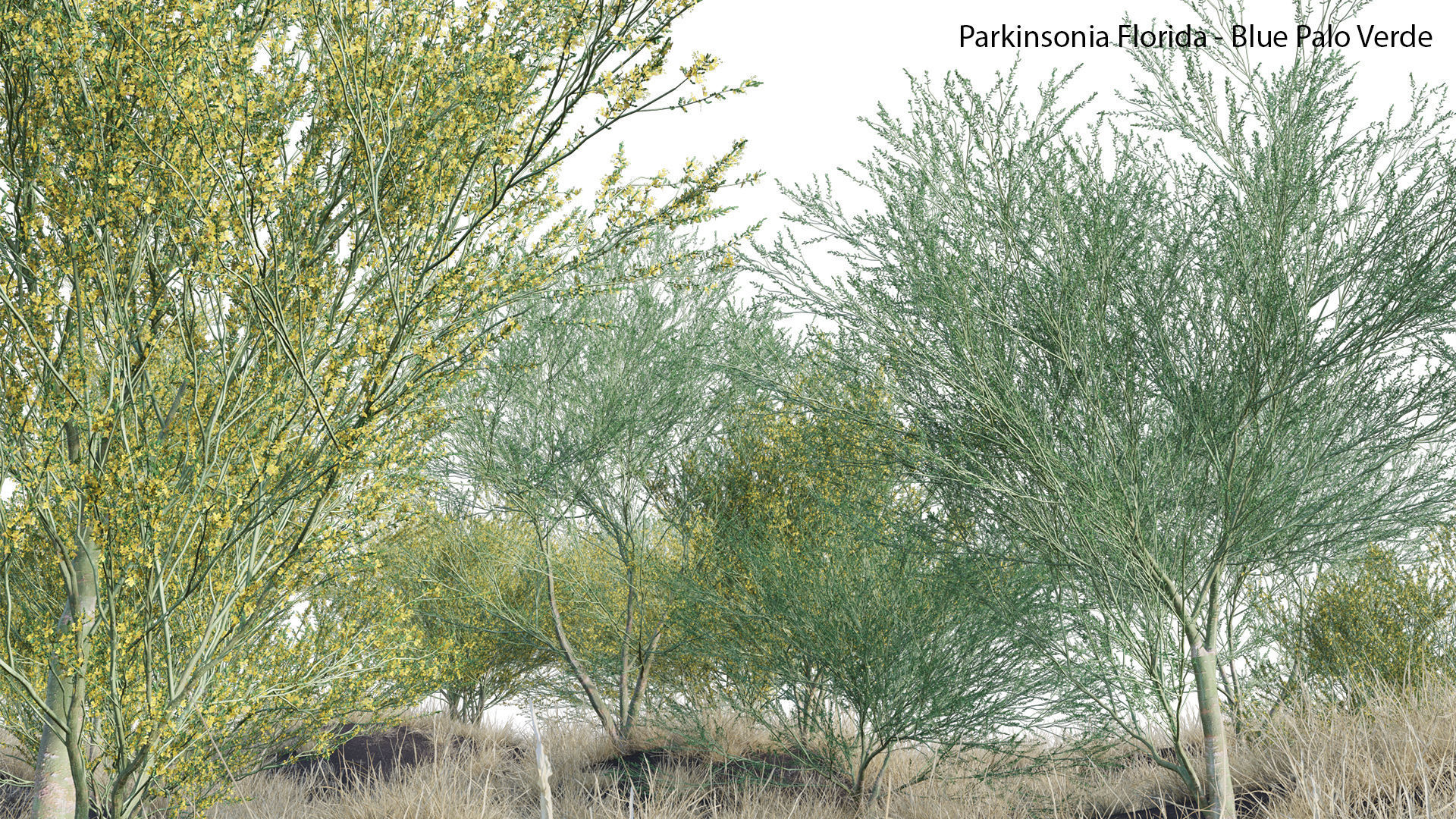 Parkinsonia Florida - Blue Palo Verde 03 3D model_5