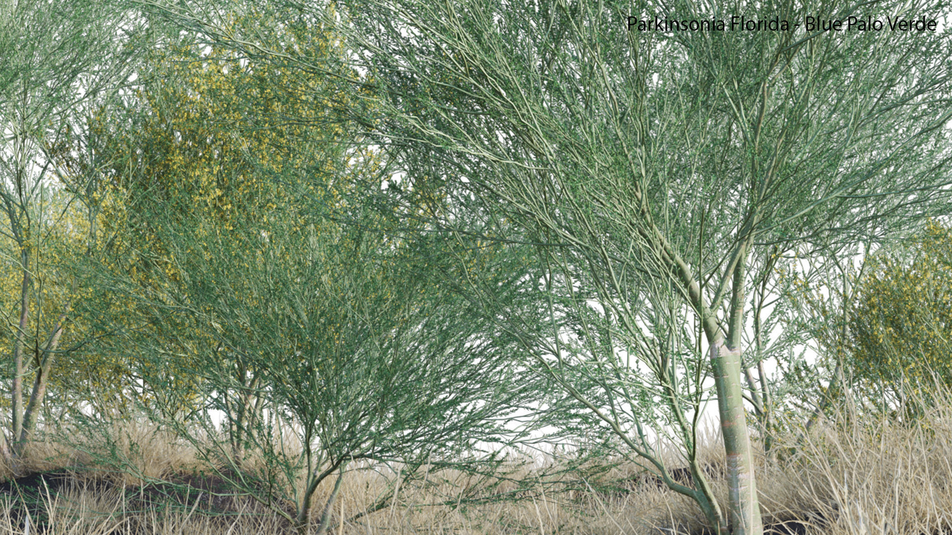Parkinsonia Florida - Blue Palo Verde 03 3D model_7