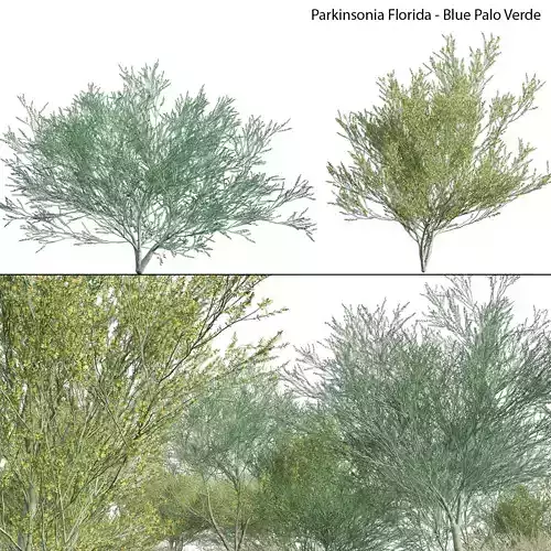 Parkinsonia Florida - Blue Palo Verde 03 3D model