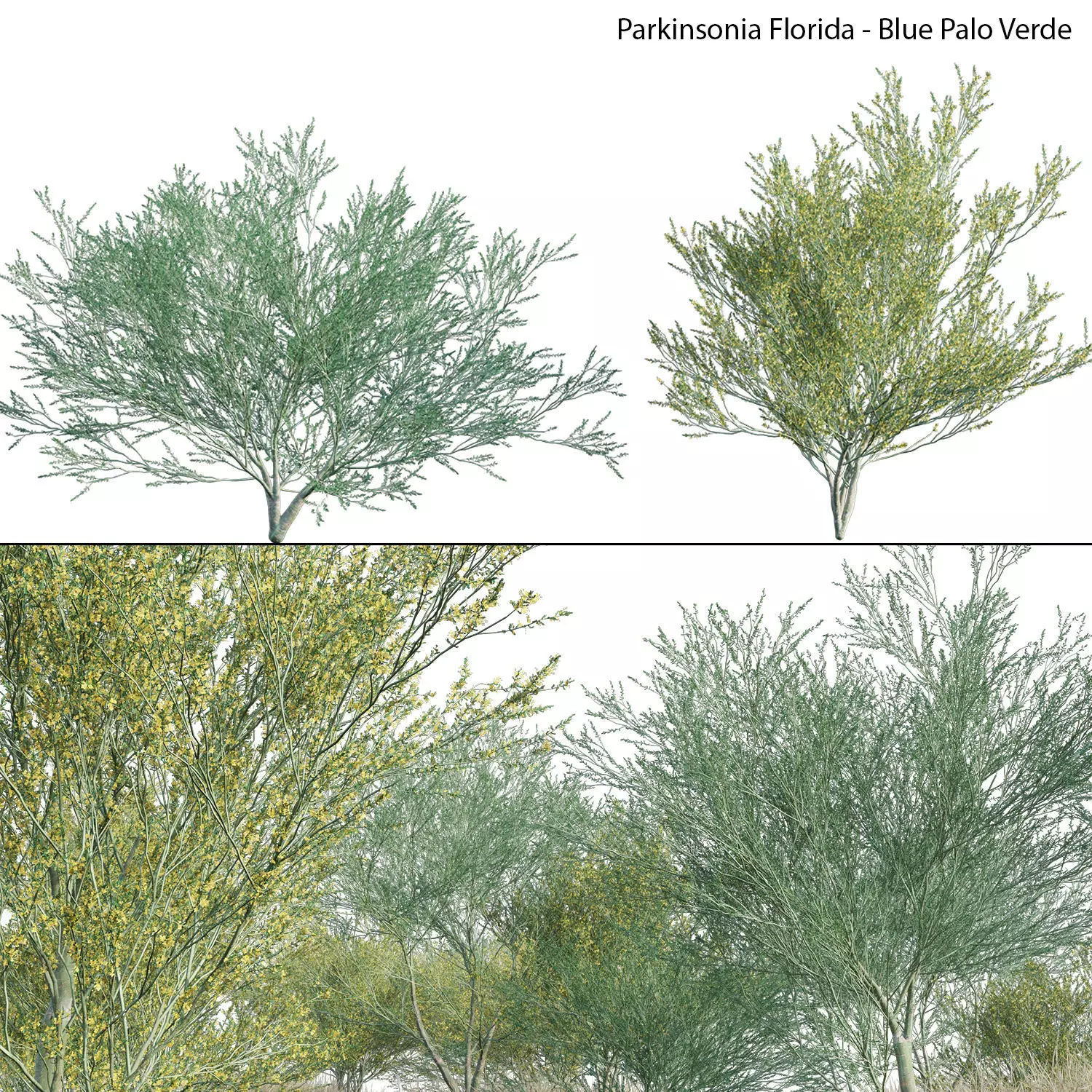 Parkinsonia Florida - Blue Palo Verde 03 3D model_0
