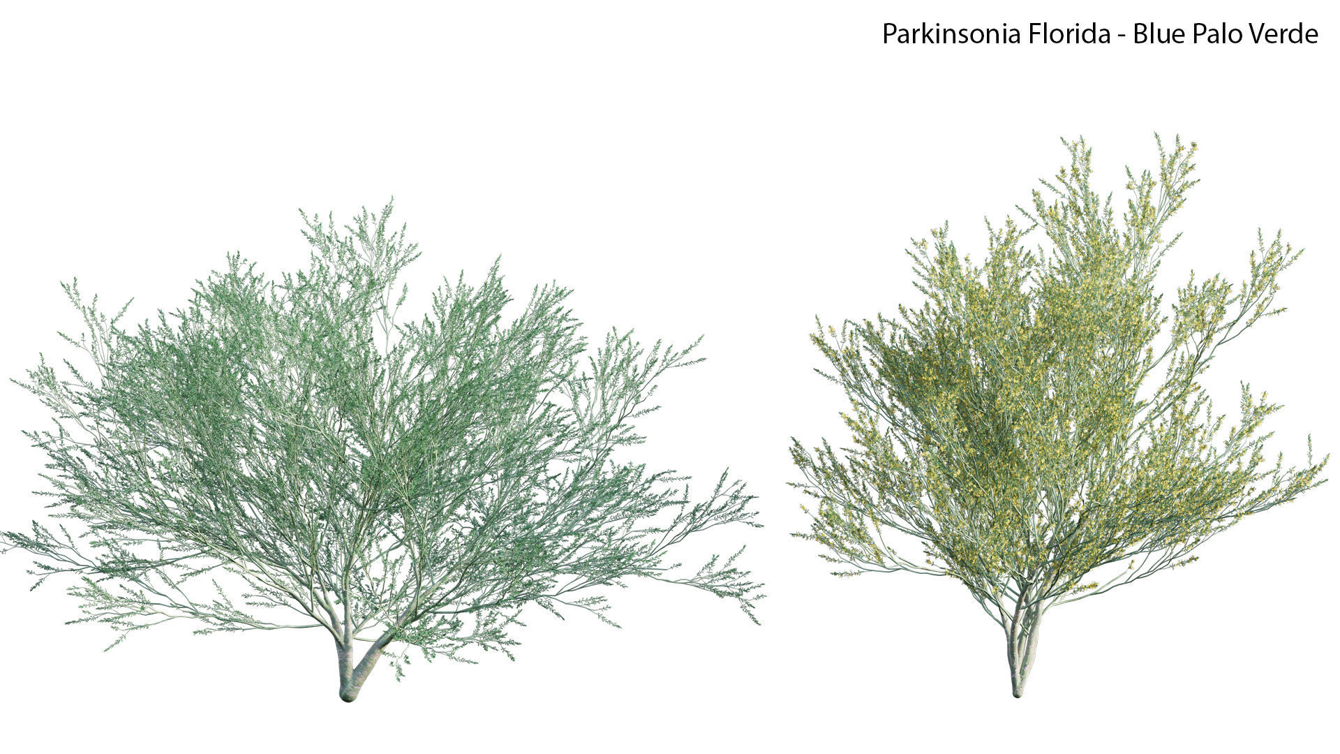 Parkinsonia Florida - Blue Palo Verde 03 3D model_1