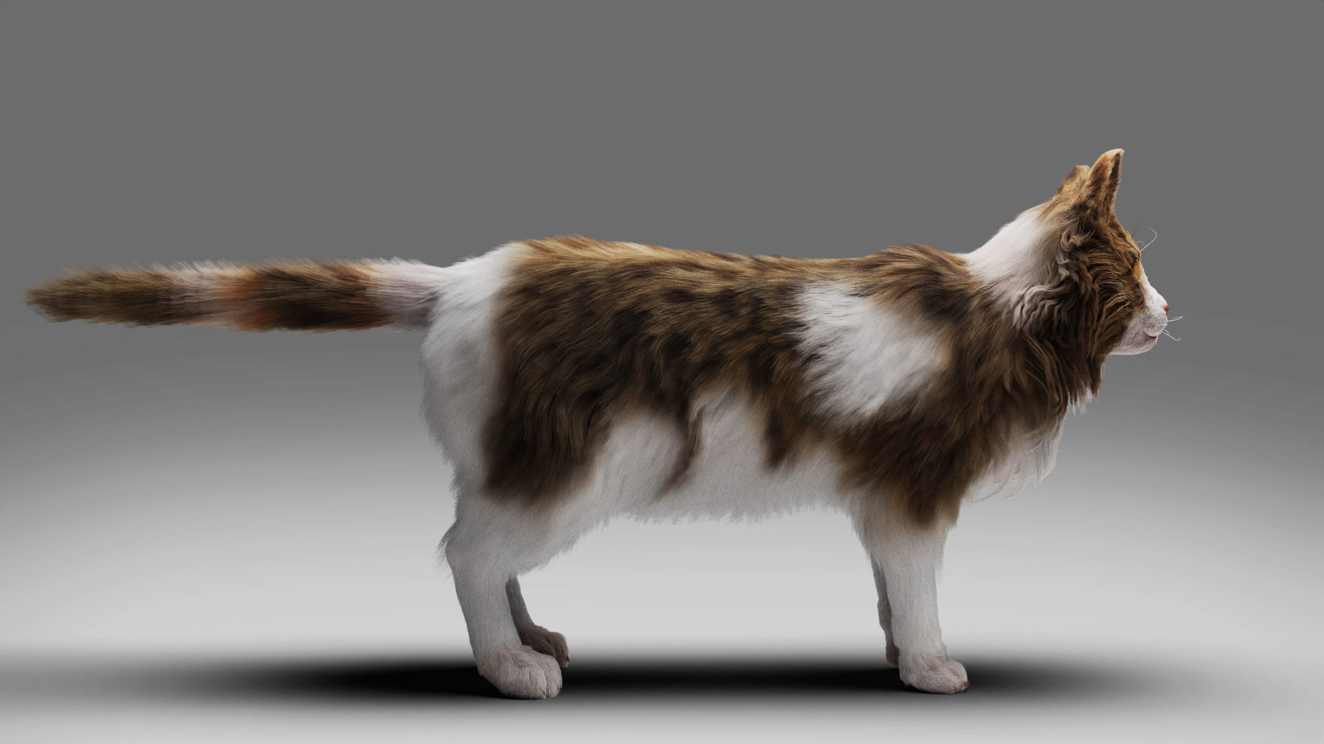 Fur Calico Cat V03 No Rigged Low-poly 3D model_5