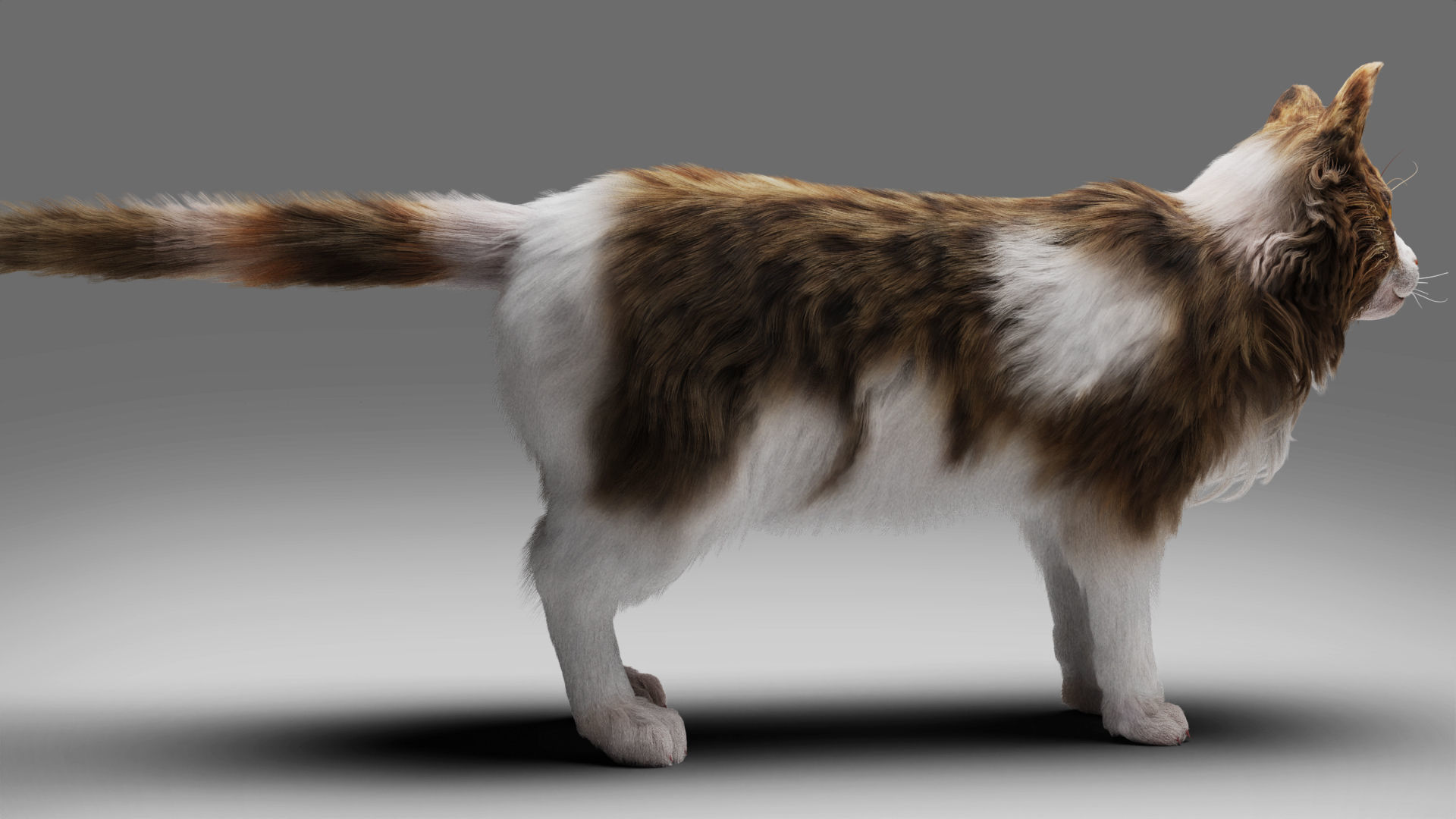 Fur Calico Cat V03 No Rigged Low-poly 3D model_3