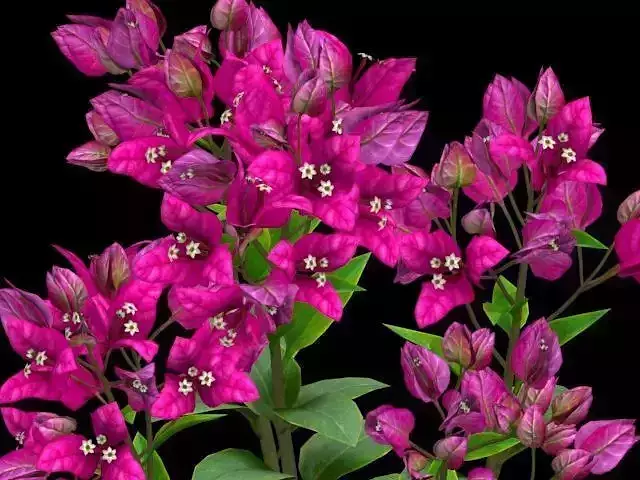 Flower Bougainvillea