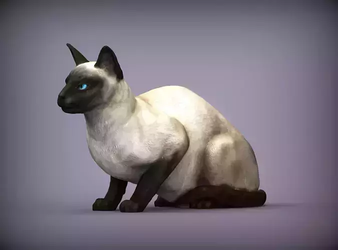 Siamese cat