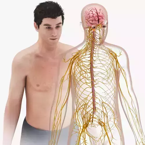 Brain and Nervous System Low-poly 3D model