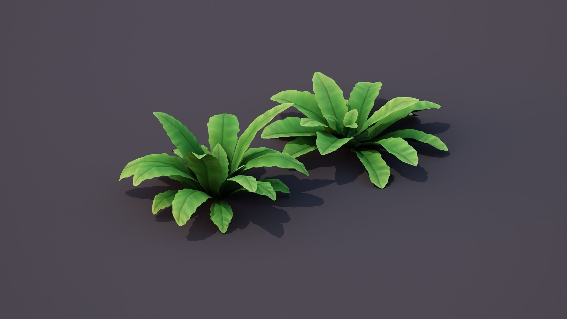 Bird Nest Fern Plant Low-poly 3D model_3