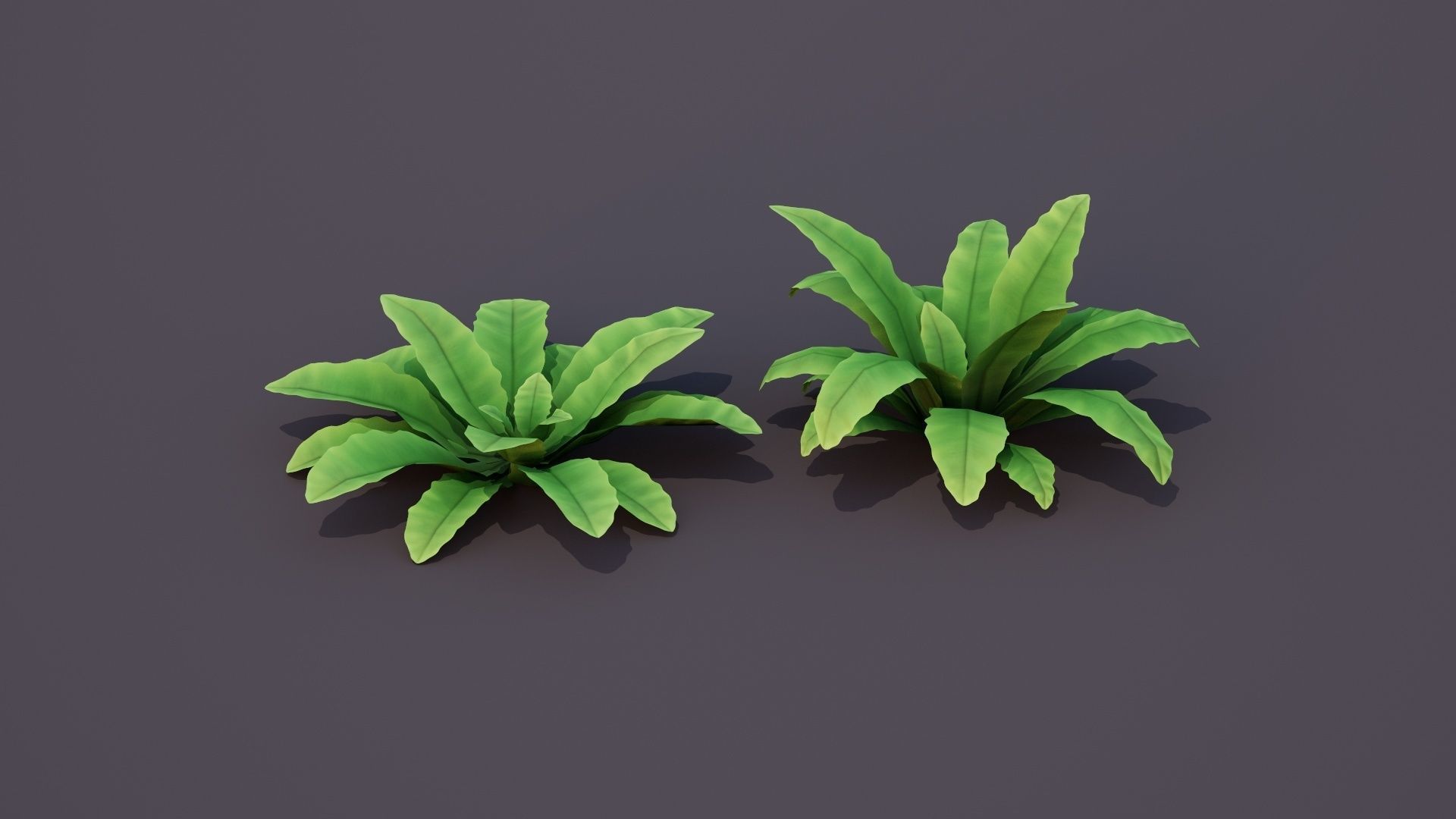 Bird Nest Fern Plant Low-poly 3D model_1
