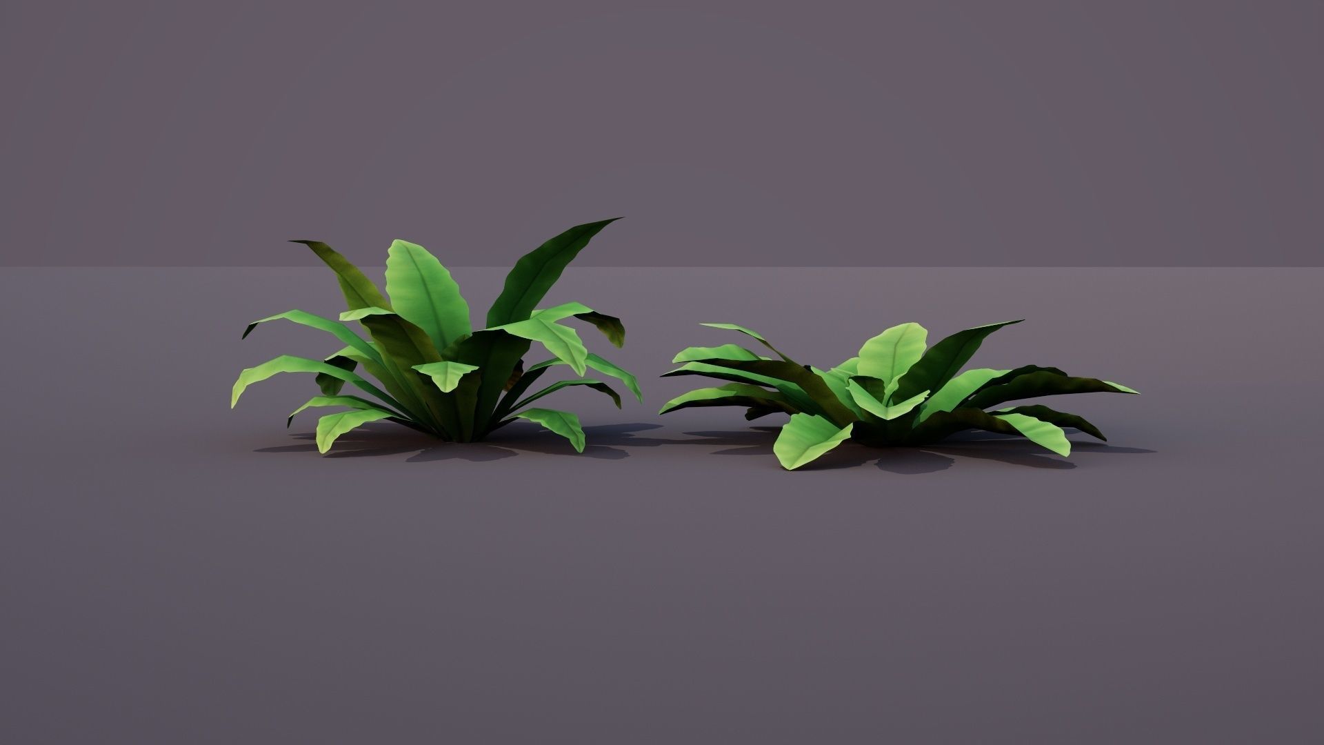 Bird Nest Fern Plant Low-poly 3D model_4
