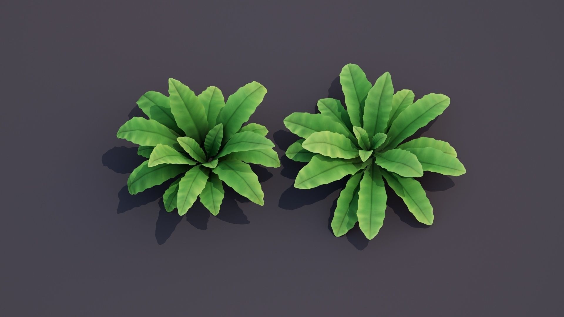 Bird Nest Fern Plant Low-poly 3D model_2