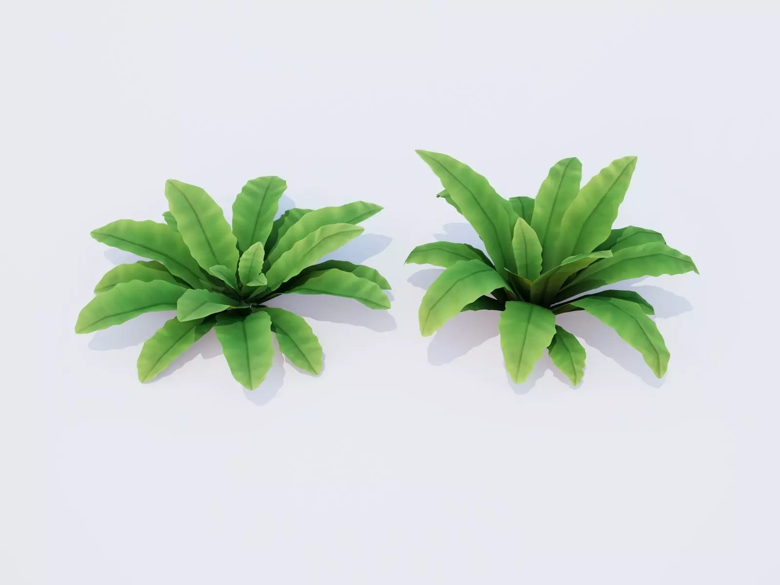 Bird Nest Fern Plant Low-poly 3D model_0
