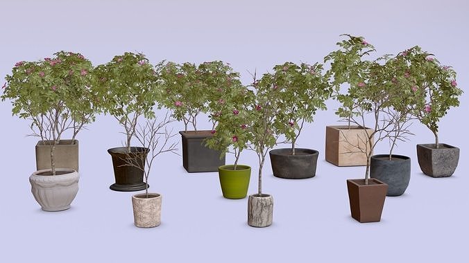 Rose Hip trees in pots Tree Pot Archivis Low-poly 3D model