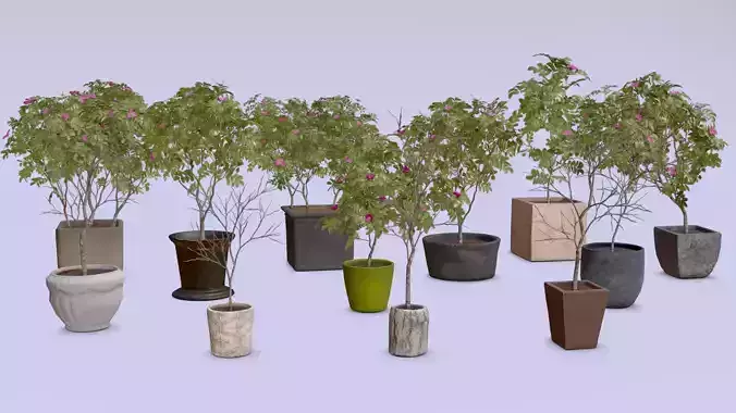Rose Hip trees in pots Tree Pot Archivis Low-poly 3D model