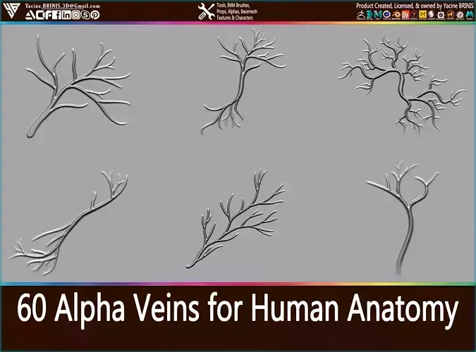 60 Alpha Veins for Human Anatomy Low-poly 3D model