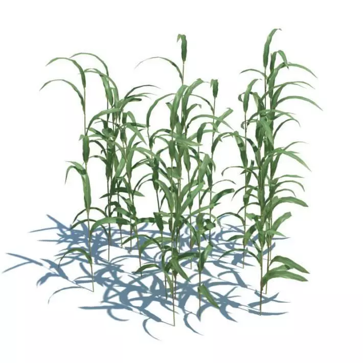 Green Bladed Phragmites Australis Plant 3D model_0