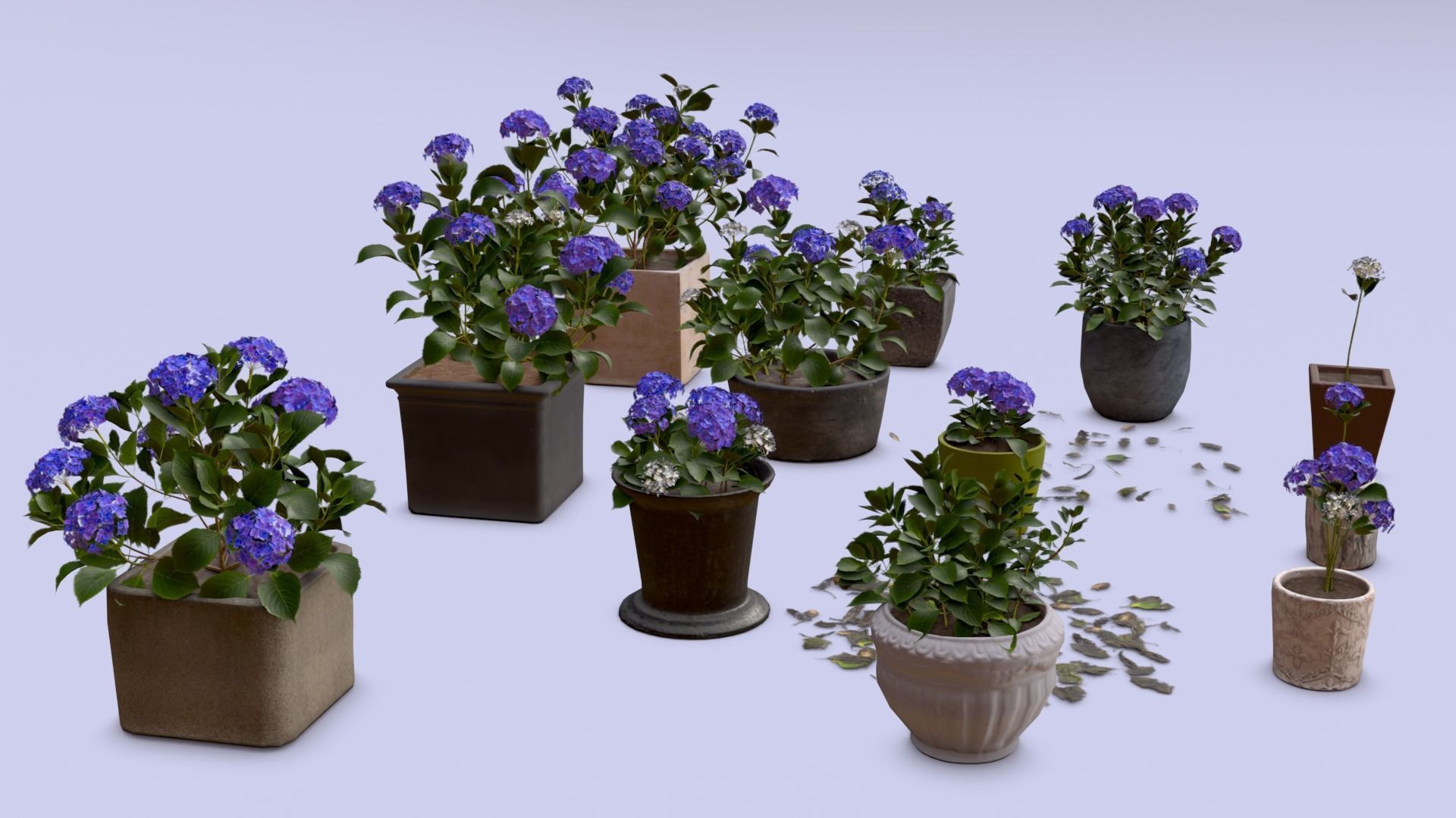 Flowers Bigleaf Hydrangea in Pots for Archivis Low-poly 3D model_2