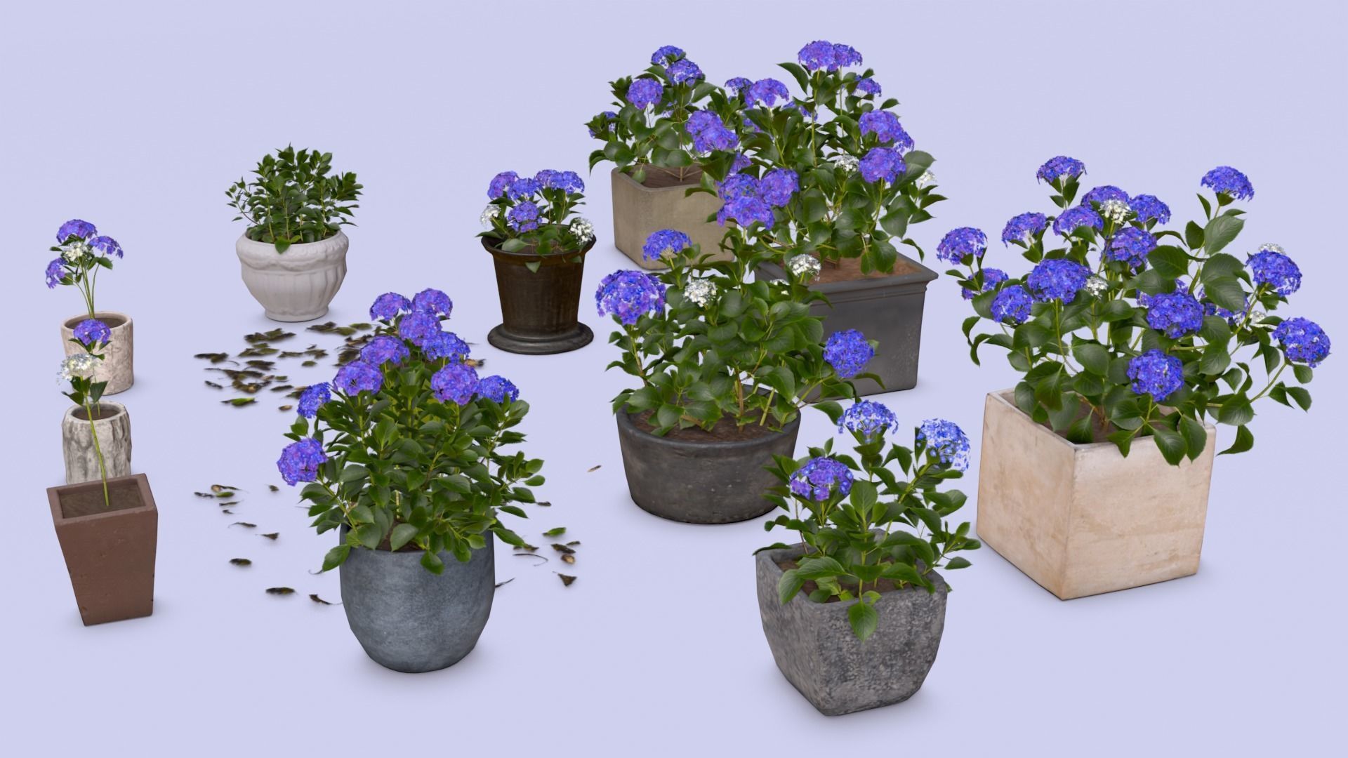 Flowers Bigleaf Hydrangea in Pots for Archivis Low-poly 3D model_4