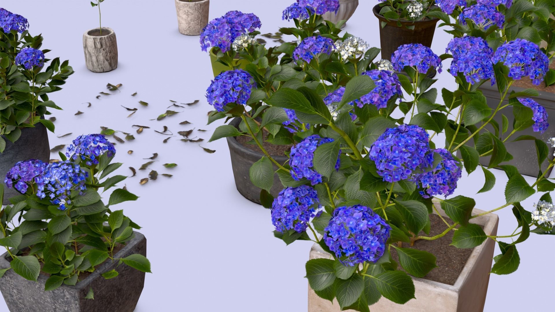 Flowers Bigleaf Hydrangea in Pots for Archivis Low-poly 3D model_5