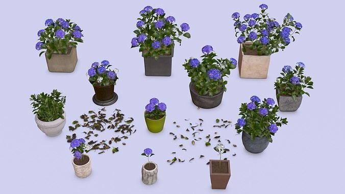 Flowers Bigleaf Hydrangea in Pots for Archivis Low-poly 3D model
