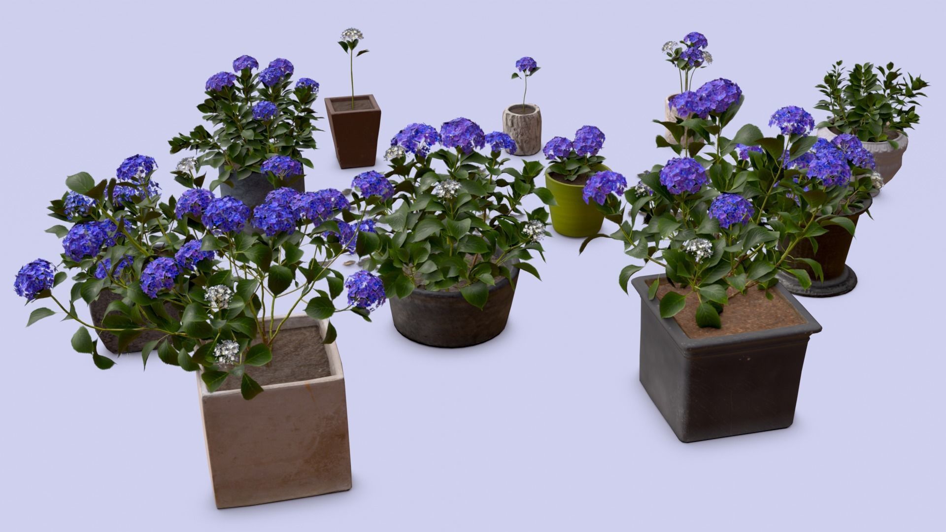 Flowers Bigleaf Hydrangea in Pots for Archivis Low-poly 3D model_3