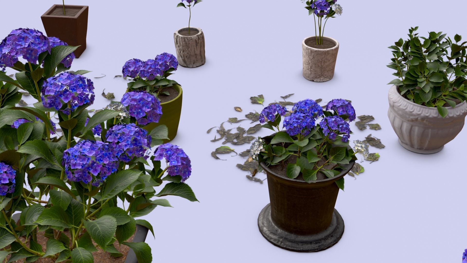 Flowers Bigleaf Hydrangea in Pots for Archivis Low-poly 3D model_6