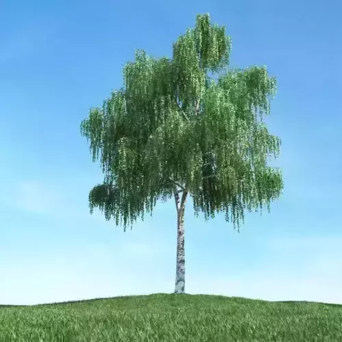 Green Leaf Tree 3D model