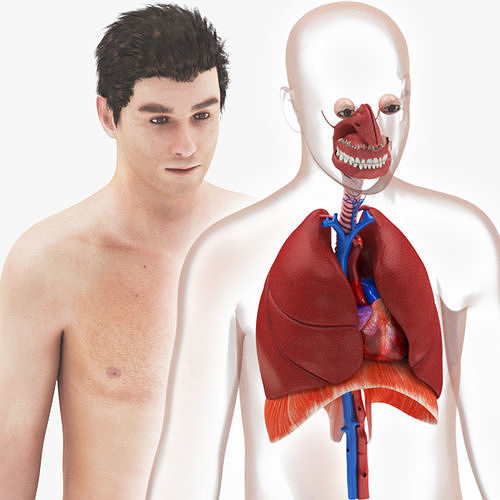 Respiratory System with Heart  3D model