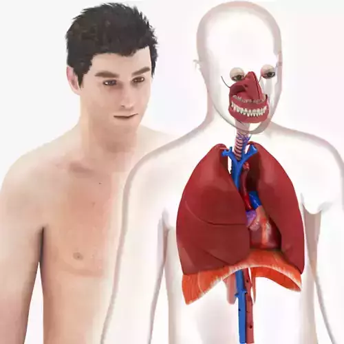 Respiratory System with Heart  3D model