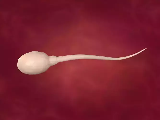 Sperm -- Rigged and Animated  Low-poly 3D model