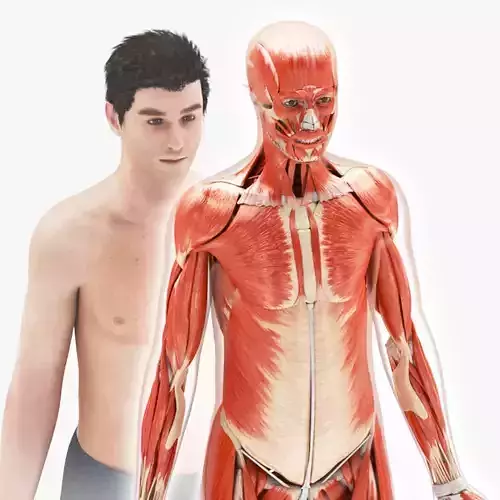 Musculoskeletal System with Body Low-poly 3D model