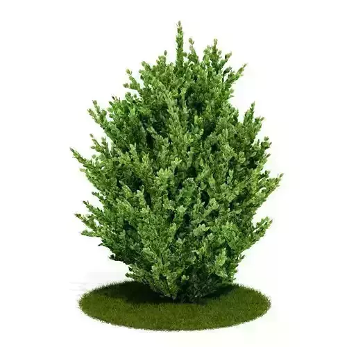 Green Shrub 3D model