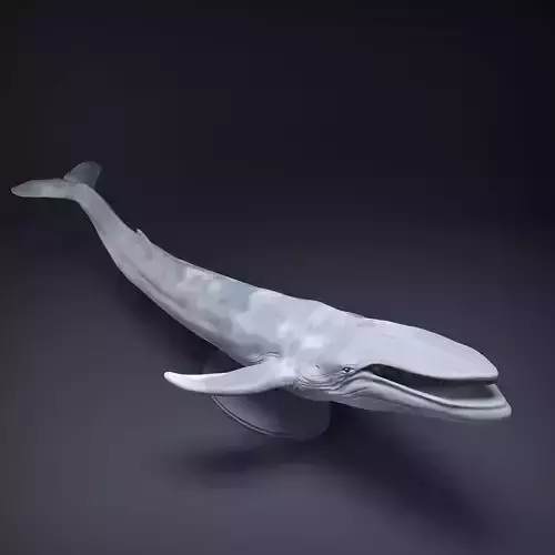 Blue Whale Open Mouth for 3D Printing