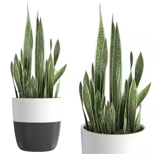 Snake Plant - Sansevieria 1